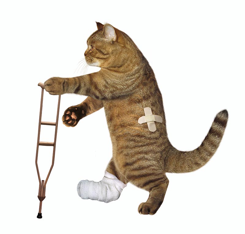 cat-crutch