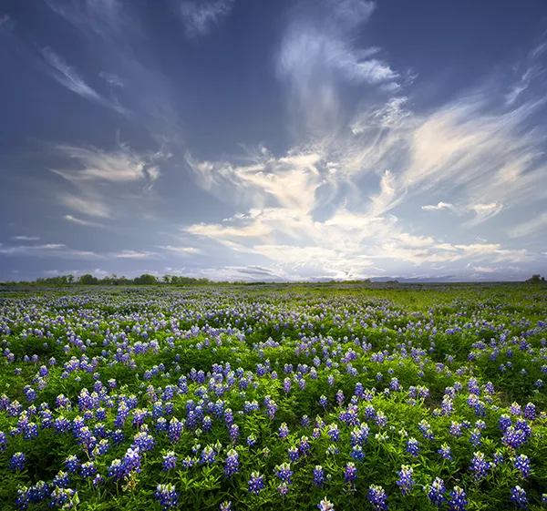 Vast field of Purple Flowers under a Blue Sky.